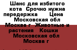 Шанс для избитого кота. Срочно нужна передержка !  › Цена ­ 1 - Московская обл., Москва г. Животные и растения » Кошки   . Московская обл.,Москва г.